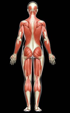 3D, kadın kas sisteminin tıbben doğru bir göstergesi.