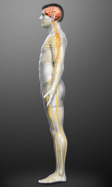 3D, bir erkek sinir sisteminin tıbbi olarak doğru bir gösterimi.