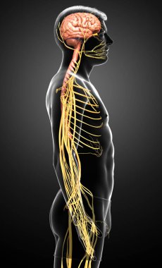 3D, bir erkek sinir sisteminin tıbbi olarak doğru bir gösterimi.