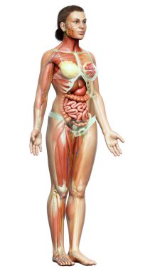 3D, tıbbi olarak kadın anatomisini doğruluyor.