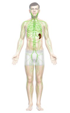 3D, erkek lenf sisteminin tıbben doğru bir çizimi.