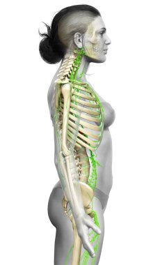 3D, tıbbi olarak bir kadın lenf sisteminin doğru bir çizimi.