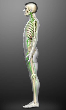 3D, erkek lenf sisteminin tıbben doğru bir çizimi.