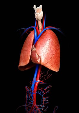 3D üretilmiş, akciğer anatomisinin tıbben doğru bir örneği.