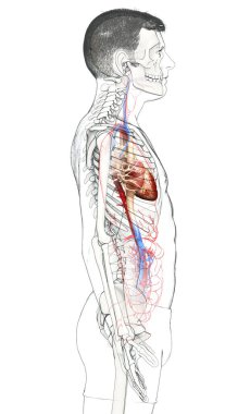 3D, tıbbi olarak erkek kalbinin doğru bir gösterimi.