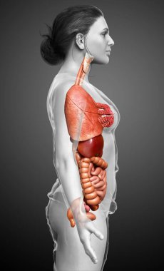 3D tıbbi olarak kadın iç organlarının doğru çizimi