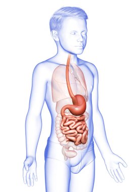 3 boyutlu, tıbbi olarak genç bir çocuğun midesinin ve ince bağırsağının tam bir örneği.