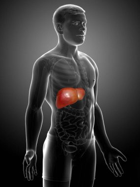 3 boyutlu, erkek karaciğer anatomisinin tıbben doğru çizimi