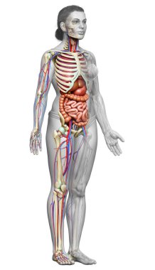 3D, kadın iç organlarının, iskeletinin ve dolaşım sisteminin tıbben doğru bir çizimi.