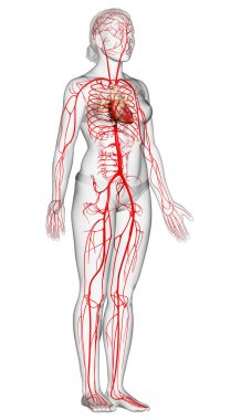 Dişi atardamarların tıbben doğru çizimi 3D