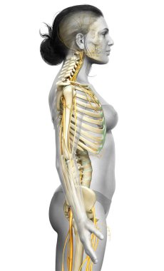 3D, bir kadın sinir sisteminin ve iskelet sisteminin tıbbi olarak doğru bir gösterimi.