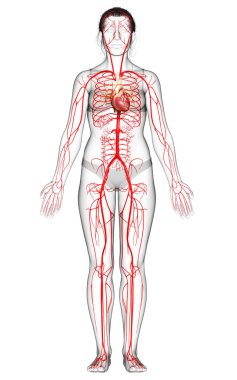 Dişi atardamarların tıbben doğru çizimi 3D