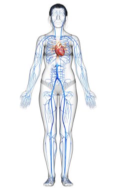 3D, kadın damar anatomisini tıbben doğru gösteriyor.