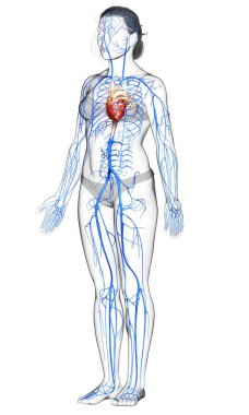 3D, kadın damar anatomisini tıbben doğru gösteriyor.