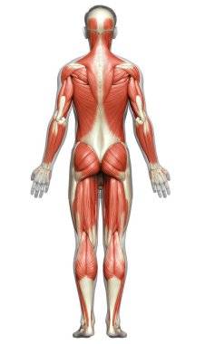 3D, erkek kas sisteminin tıbben doğru bir gösterimi.