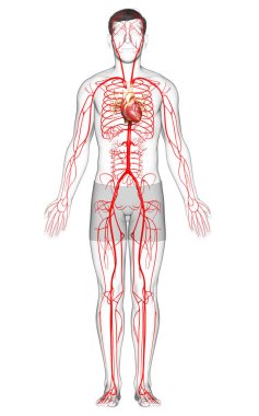 3D, erkek atardamarlarının tıbben doğru çizimi.