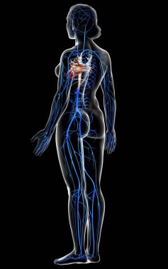 3D, kadın damar anatomisini tıbben doğru gösteriyor.