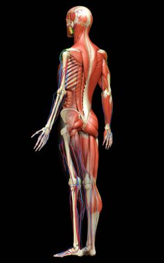 3D, tıbbi olarak erkek anatomisini doğruluyor.