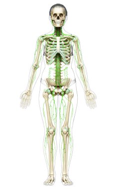 3D, tıbbi olarak bir kadın lenf sisteminin doğru bir çizimi.
