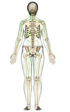 3D, tıbbi olarak bir kadın lenf sisteminin doğru bir çizimi.