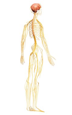 3D, sinir sisteminin tıbbi olarak doğru bir gösterimi.