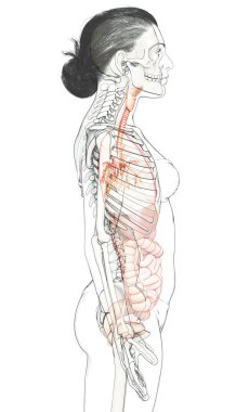 Solunum Sistemi 'nin Gırtlak Soluk borusu Bronşunun 3 boyutlu çizimi.