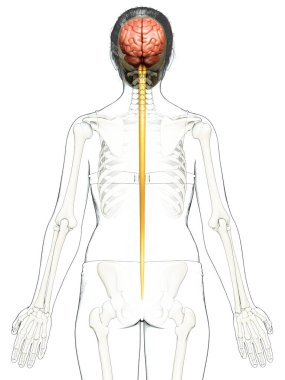 3D, beynin tıbben doğru bir çizimi.