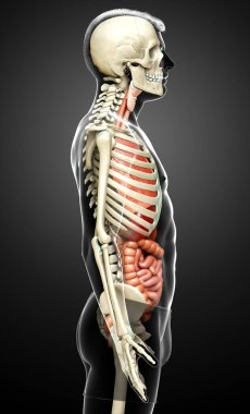 3D, erkek iç organlarının ve iskelet sisteminin tıbben doğru çizimi.