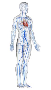 3D, erkek damar anatomisini tıbben doğru gösteriyor.