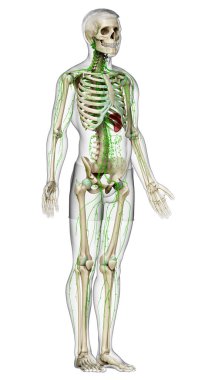 3D, erkek lenf sisteminin tıbben doğru bir çizimi.
