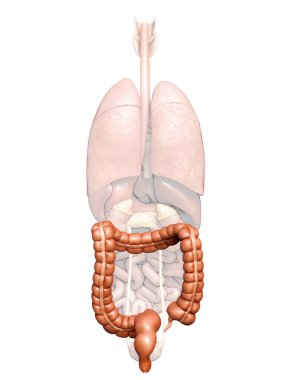 İnce bağırsak anatomisinin 3 boyutlu, tıbben doğru çizimi.