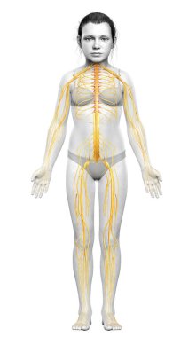 3D, genç bir kızın sinir sisteminin tıbben doğru bir çizimi.