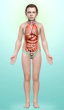 3D, genç bir kızın iç organlarının tıbbi olarak doğru bir çizimi. 
