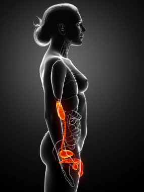 3D, kadın rahim anatomisinin tıbben doğru bir gösterimi.