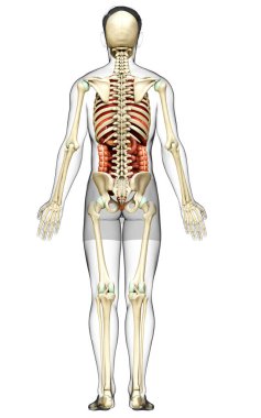 3D, erkek iç organlarının ve iskelet sisteminin tıbben doğru çizimi.