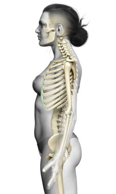 3D üretilmiş, tıbben doğru bir kadın iskelet sistemi çizimi