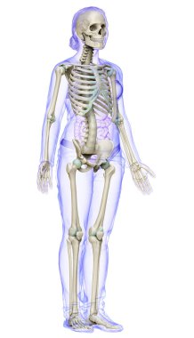 3D üretilmiş, tıbben doğru bir kadın iskelet sistemi çizimi