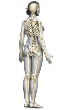 3D üretilmiş, tıbben doğru bir kadın iskelet sistemi çizimi