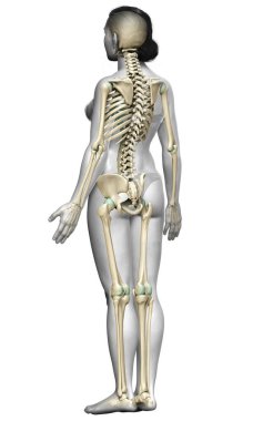 3D üretilmiş, tıbben doğru bir kadın iskelet sistemi çizimi