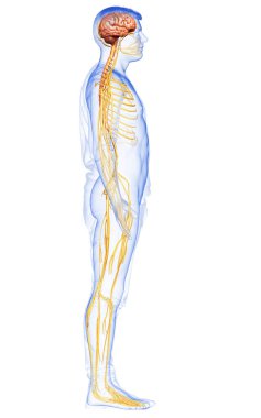 3D, bir erkek sinir sisteminin tıbbi olarak doğru bir gösterimi.