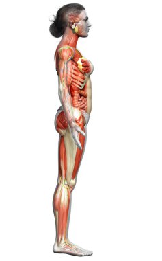 3D, tıbbi olarak kadın anatomisini doğruluyor.