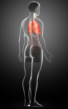 Erkek akciğer anatomisinin 3 boyutlu, tıbben doğru bir örneği.