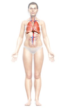 3 boyutlu, tıbbi olarak kadın akciğer anatomisini gösteriyor.