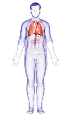 Erkek akciğer anatomisinin 3 boyutlu, tıbben doğru bir örneği.