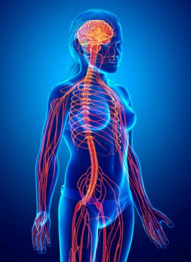 3D, genç bir kızın sinir sisteminin tıbben doğru bir çizimi.
