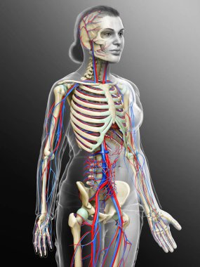 3D, kadın dolaşım ve iskelet sisteminin tıbben doğru çizimi.