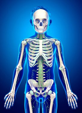 3D, genç bir çocuğun lenfatik sisteminin tıbben doğru bir çizimi.