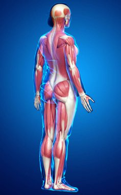3D, kadın kas sisteminin tıbben doğru bir göstergesi.