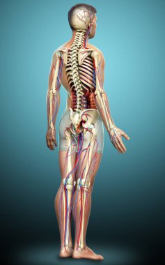 3D, erkek iç organlarının, iskeletinin ve dolaşım sisteminin tıbben doğru bir çizimi.