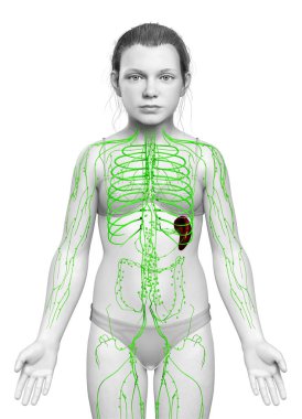 3D, genç bir kızın lenf sisteminin tıbben doğru bir çizimi.
